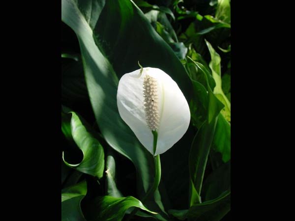 2) ಪೀಸ್ ಲಿಲಿ: