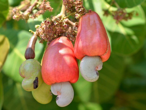 ಗೇರುಹಣ್ಣು: