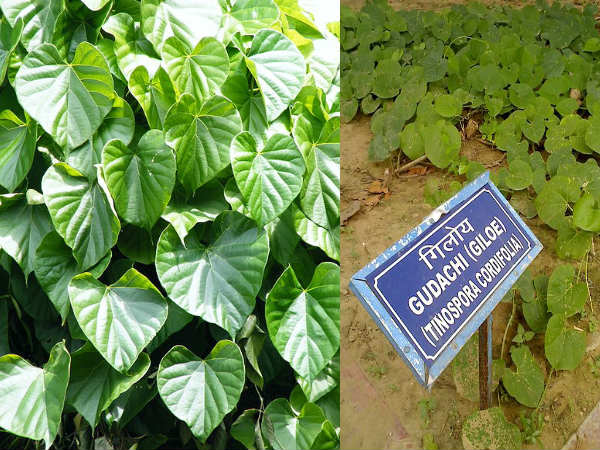 ಬಳ್ಳಿ ನೆಡುವುದಾದರೆ