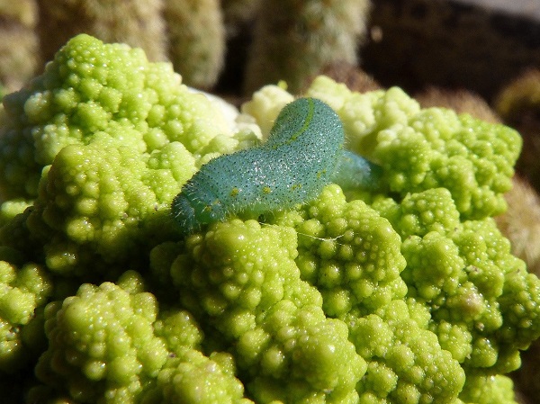 ಸಂಶೋಧನೆ ಏನು ಹೇಳುತ್ತದೆ