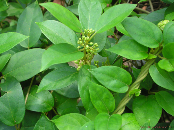 ಮಧುನಾಶಿನಿ (Gurmar)