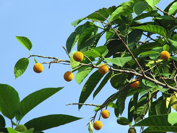4. ಕದಂಬ ವೃಕ್ಷ