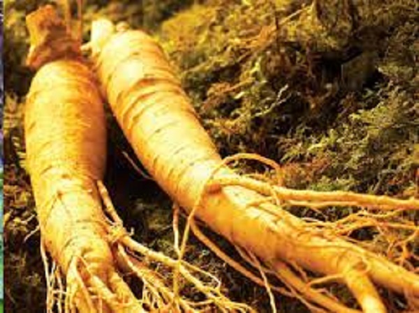 ಜಿನ್ಸೆಂಗ್ (Ginseng)