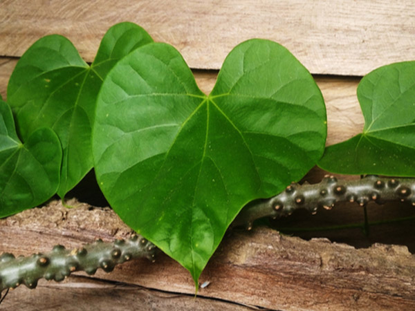 ಗಿಡ ಚಿಗುರು ಬಂದ ಮೇಲೆ