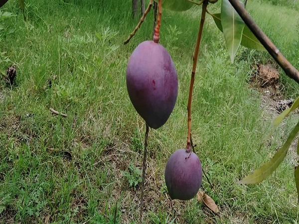 ಒಂದು ಹಣ್ಣಿಗೆ 21 ಸಾವಿರ ರೂಪಾಯಿ