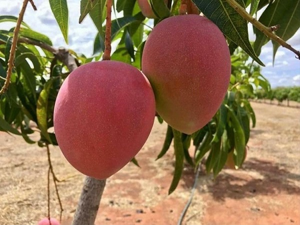 5-6 ಹಣ್ಣಿಗಾಗಿ ಸೆಕ್ಯೂರಿಟಿ ಗಾರ್ಡ್ ನೇಮಿಸಿದ್ದಾರೆ