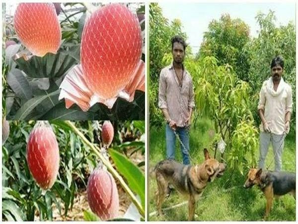 ಈ ದಂಪತಿಗೆ ಈ ಹಣ್ಣಿನ ಗಿಡ ಹೇಗೆ ಸಿಕ್ಕಿತು?