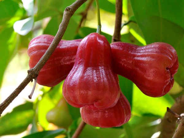 ತ್ವಚೆಗೆ ಒಳ್ಳೆಯದು
