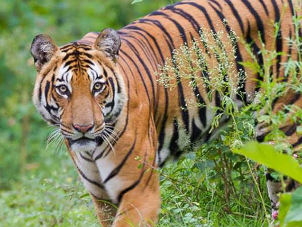 ಭಾರತ ಹಾಗೂ ವಿಶ್ವದಲ್ಲಿರುವ ಹುಲಿಗಳ ಸಂಖ್ಯೆ