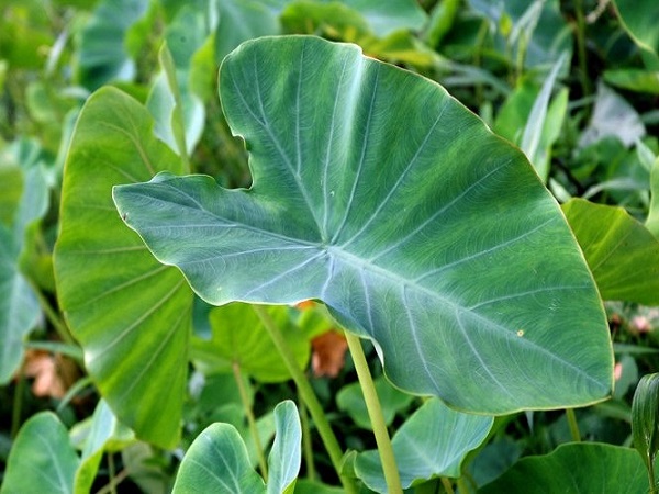 ರಕ್ತದೊತ್ತಡ ನಿಯಂತ್ರಿಸುತ್ತದೆ