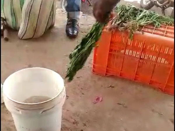 ಬಾಡಿದ ಸೊಪ್ಪನ್ನು ತಾಜಾವಾಗಿಸುವ ವಿಧಾನ