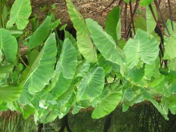 ತ್ವಚೆ ಆರೋಗ್ಯಕ್ಕೆ ಒಳ್ಳೆಯದು