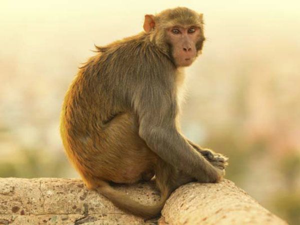 ಇದಕ್ಕೆ ಚಿಕಿತ್ಸೆಯೇನು?