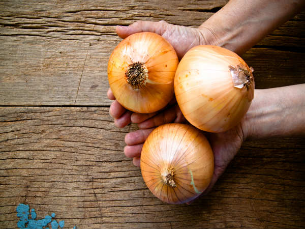 4) ಈರುಳ್ಳಿಯ ತಳಭಾಗ: