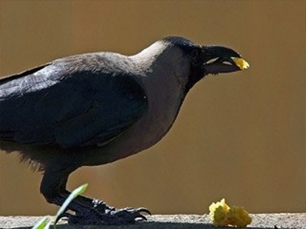 ರಾಮ ಮತ್ತು ಸೀತೆಯ ವಿಚಾರದಲ್ಲಿ ಕಾಗೆ: