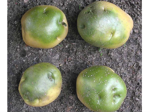 ಆಲೂಗಡ್ಡೆ: