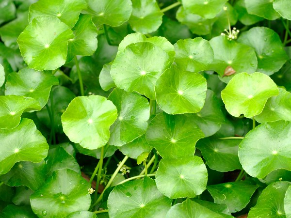 2.ಬ್ರಾಹ್ಮಿ