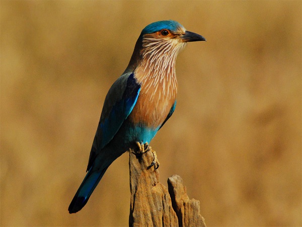 ನೀಲಕಂಠ ಪಕ್ಷಿಯನ್ನು ನೋಡುವುದು