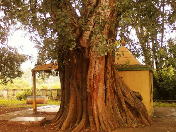ಅರಳಿ ಮರಕ್ಕೆ ನೀರನ್ನು ಅರ್ಪಿಸಿ: