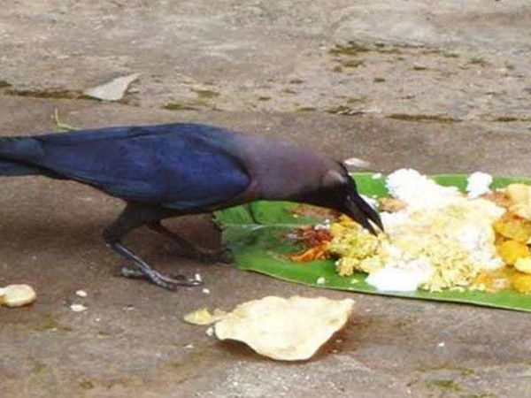 ಇವುಗಳಿಗೆ ಆಹಾರ ನೀಡಿ: