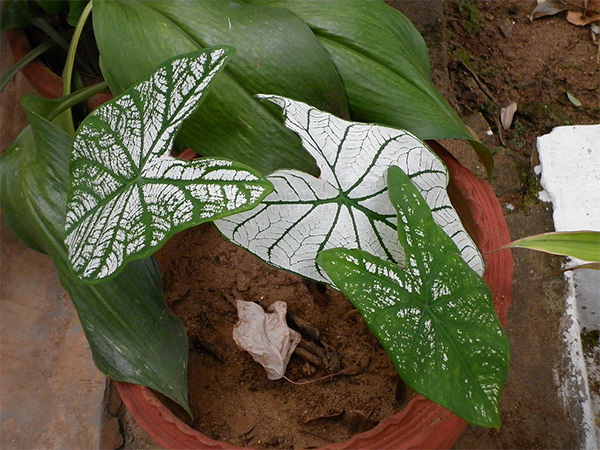 ಕ್ಯಾಲಡಿಯಮ್:
