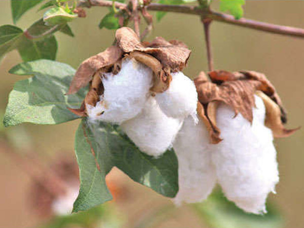 ಯಾವ ರೀತಿಯ ಬಟ್ಟೆಗಳನ್ನು ಧರಿಸಬೇಕು?:
