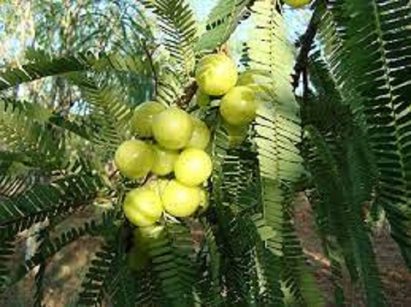 ಅಮಲಕಿ ಏಕಾದಶಿಯ ಮಹತ್ವ