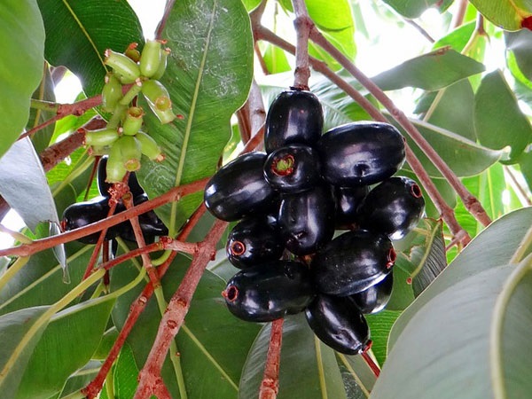 1. ನೇರಳೆ ತಿಂದ ತಕ್ಷಣ ನೀರು ಕುಡಿಯಬೇಡಿ