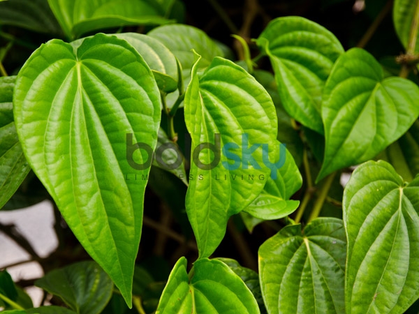 10. ವೀಳ್ಯದೆಲೆ