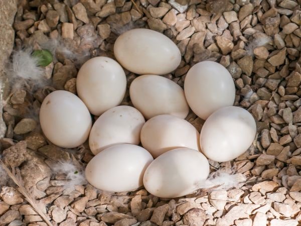 ಬಾತುಕೋಳಿ ಮೊಟ್ಟೆ