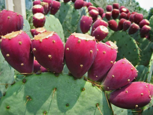6. ನೋವನ್ನು ಕಡಿಮೆ ಮಾಡಬಹುದು