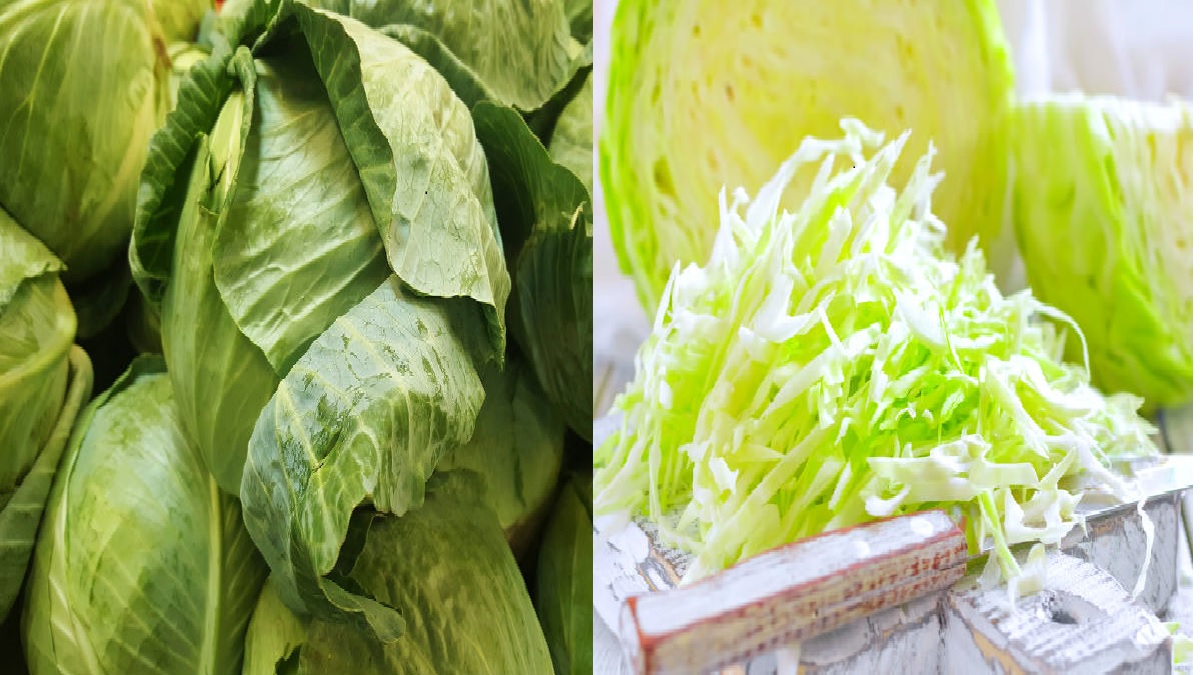 ಕ್ಯಾಬೇಜ್‌ ತಿಂದರೆ ಮೂರ್ಛೆ ರೋಗ ಬರುವುದೇ? ಕ್ಯಾಬೇಜ್‌ ವಿಚಾರದಲ್ಲಿ ನಿರ್ಲಕ್ಷ್ಯ